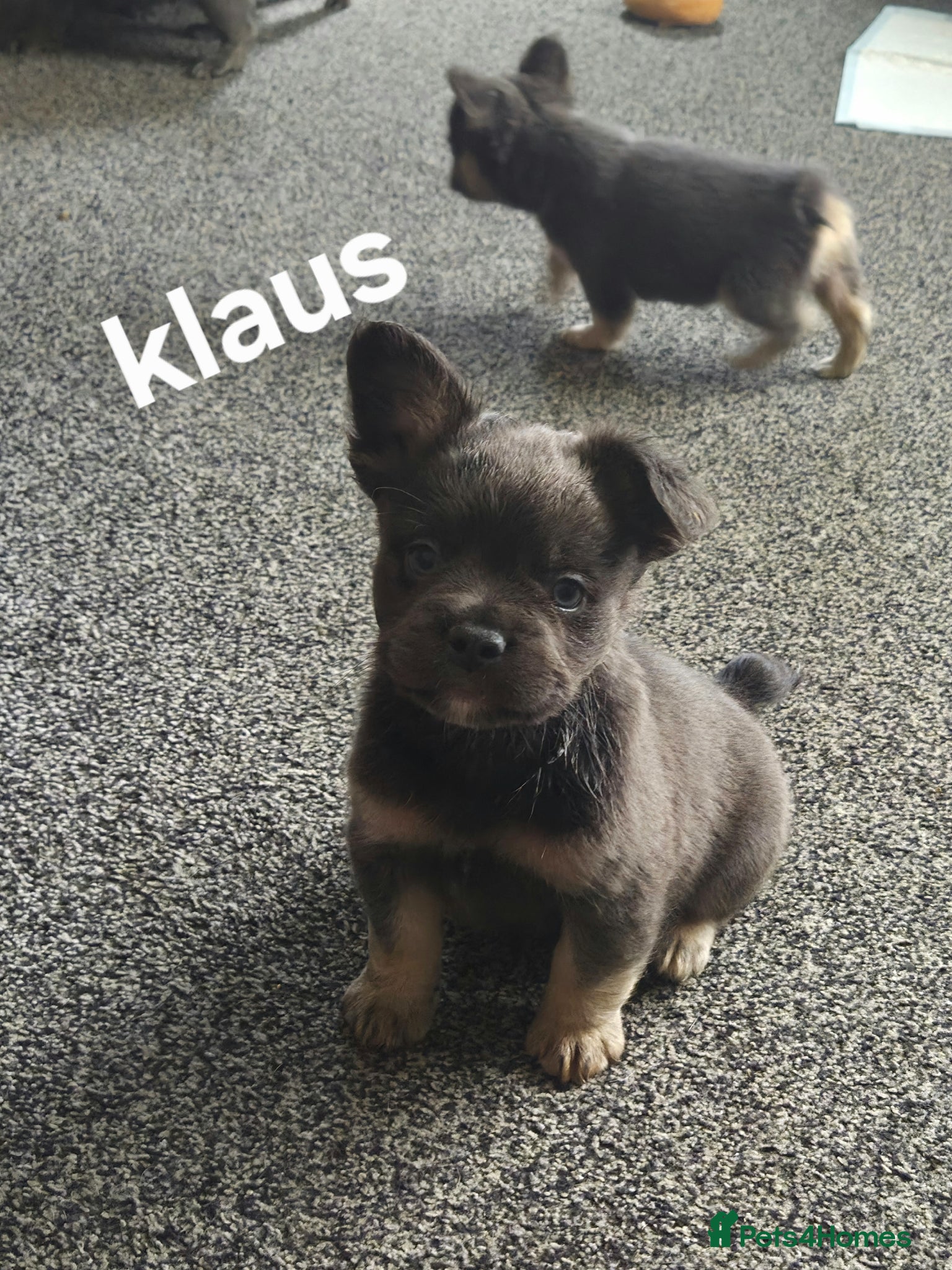 French Bulldog dogs Ready now!! Visual Fluffy French Bulldog puppies  - Advert 16