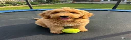Labradoodle dogs for sale: Stunning Doodles Mini\Small Medium  - Advert 22