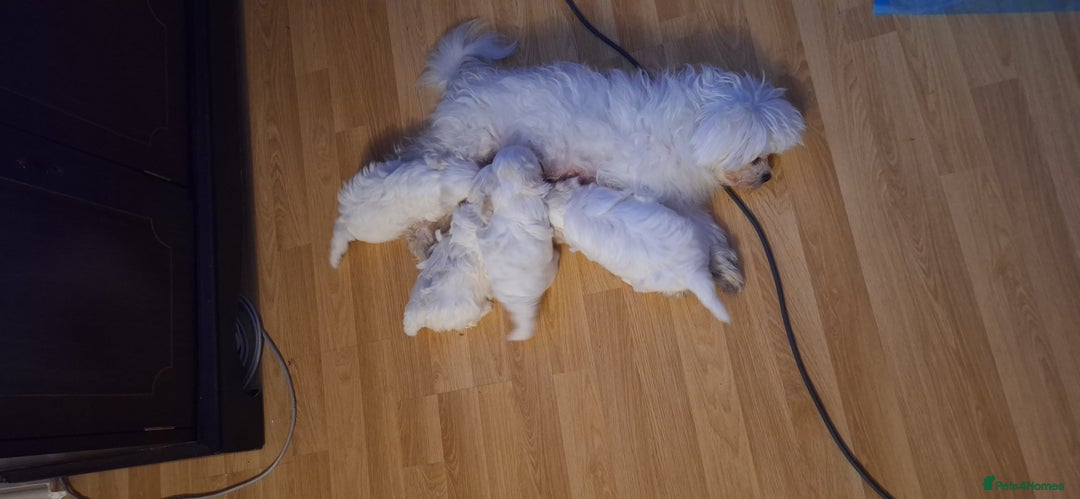 Maltese dogs for sale: Mini Maltese Puppys - Image 3