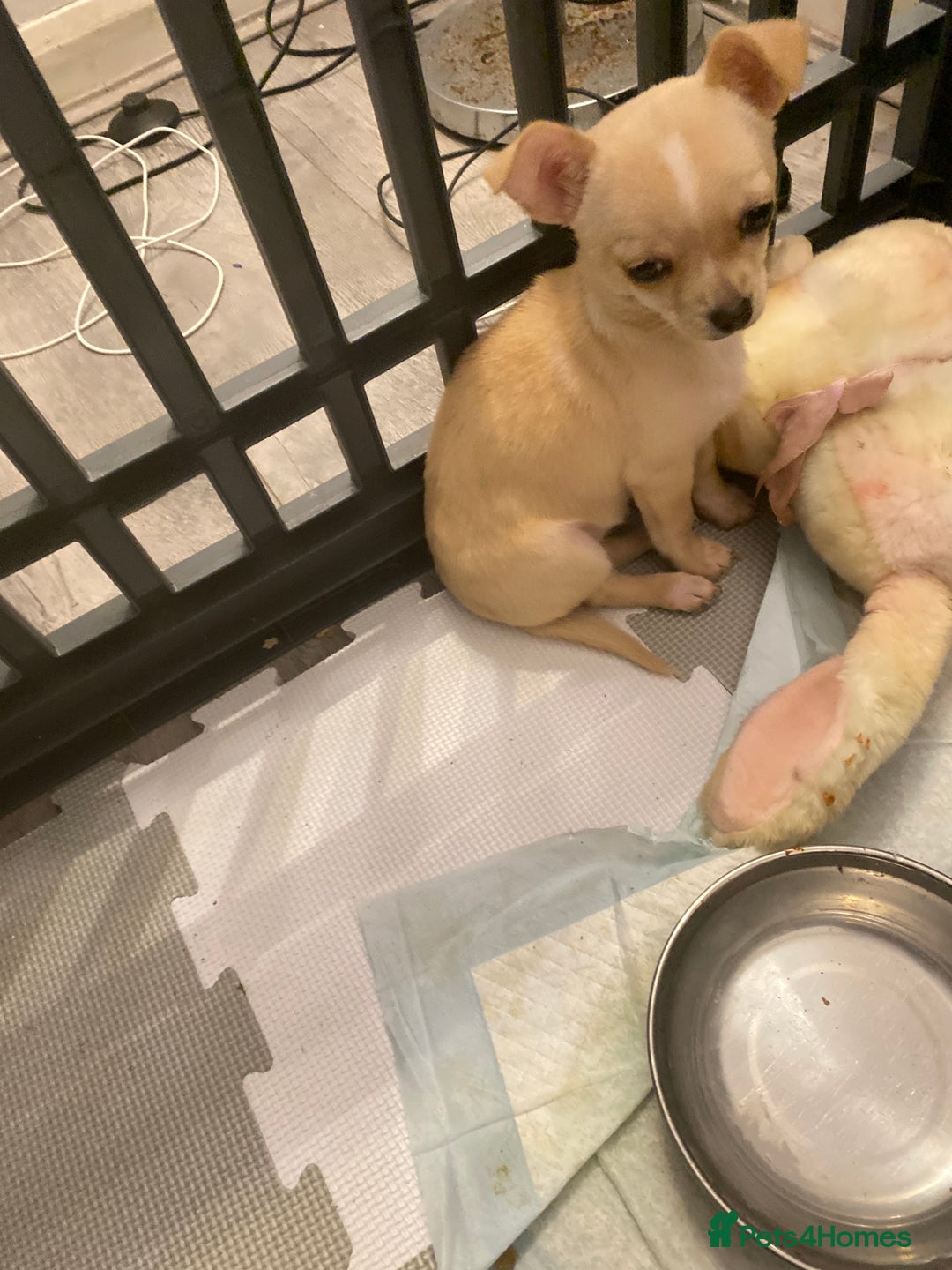 Chihuahua dogs for sale: CHIHUAHUA PUPPIES 2 BOYS 2 GIRLS READY TO LEAVE - Advert 3