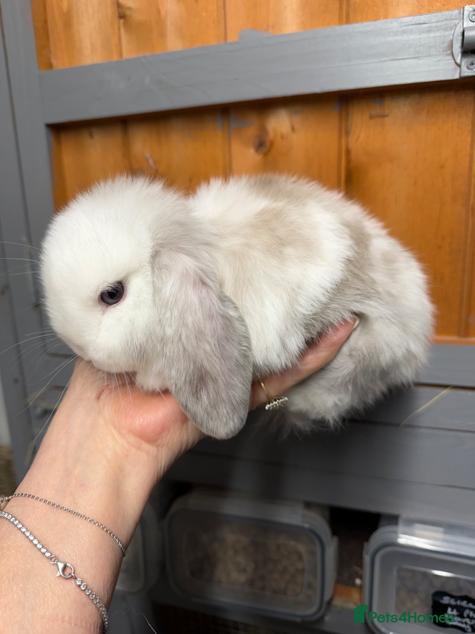 Mini Lop rabbits Stunning mini lops - Advert 13