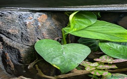 Lizard reptiles for sale: Green anoles for sale  - Image 3