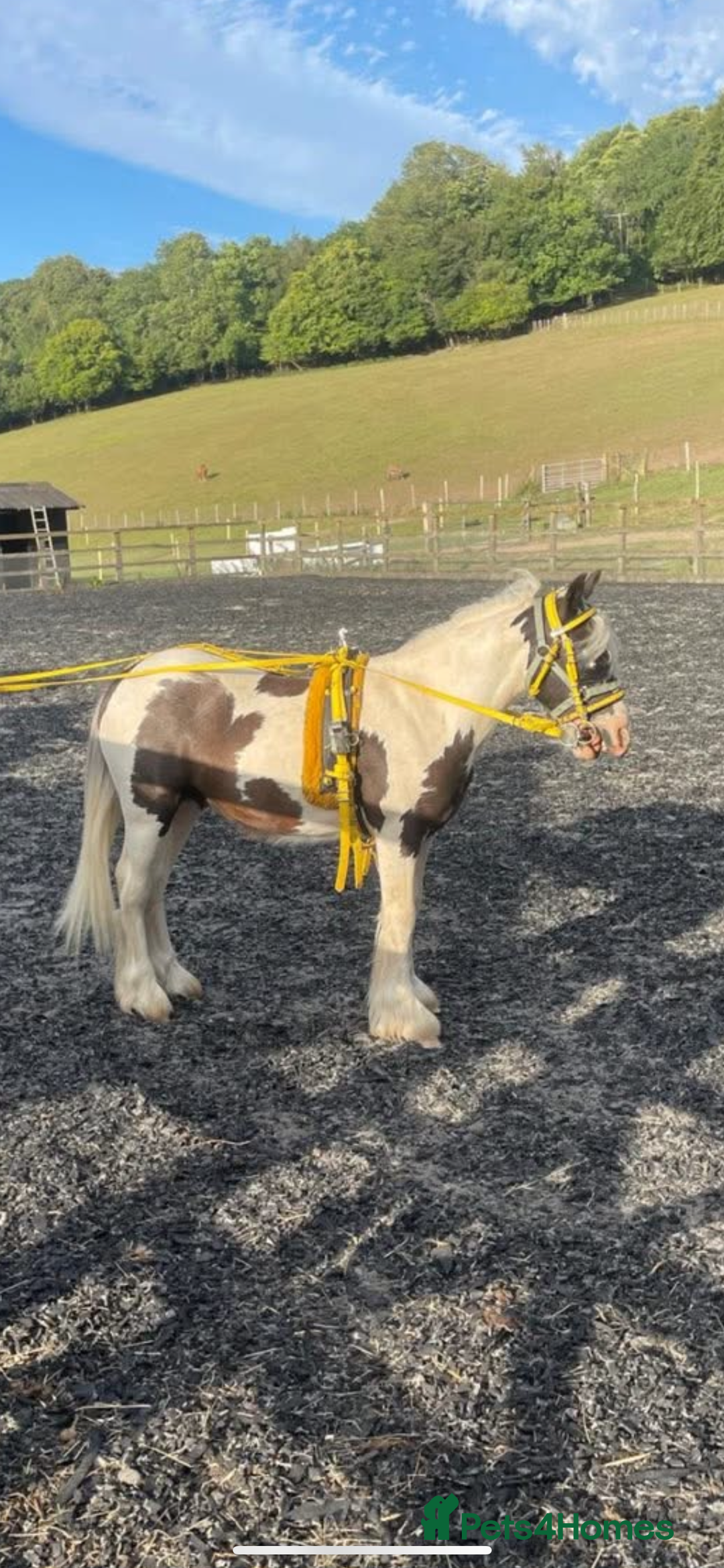Trotter horses for sale: 16 month old colt stallion  - Image 1
