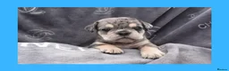 English Bulldog dogs for sale: Stunning Litter of Exotic English Bulldogs - Advert 14