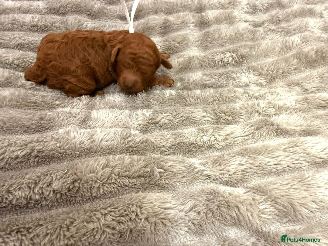 Cavapoo dogs for sale: Beautiful fluffy bears  - Advert 13