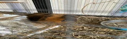 Guinea Pig rodents for sale: Two male Guinea pigs for sale with hutch  in Liverpool - Advert 5