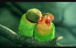 Lovebirds birds for sale: Lovebirds for sale  - Image 10