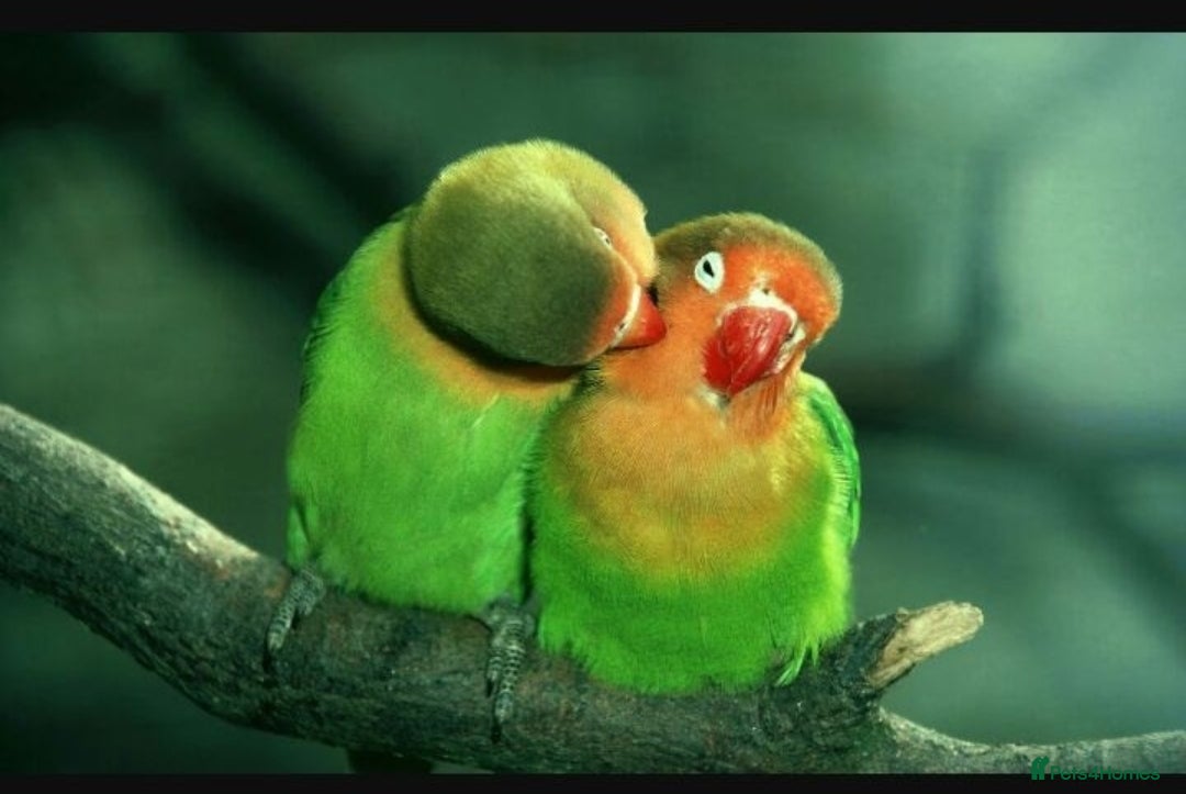 Lovebirds birds for sale: Lovebirds for sale  - Image 10