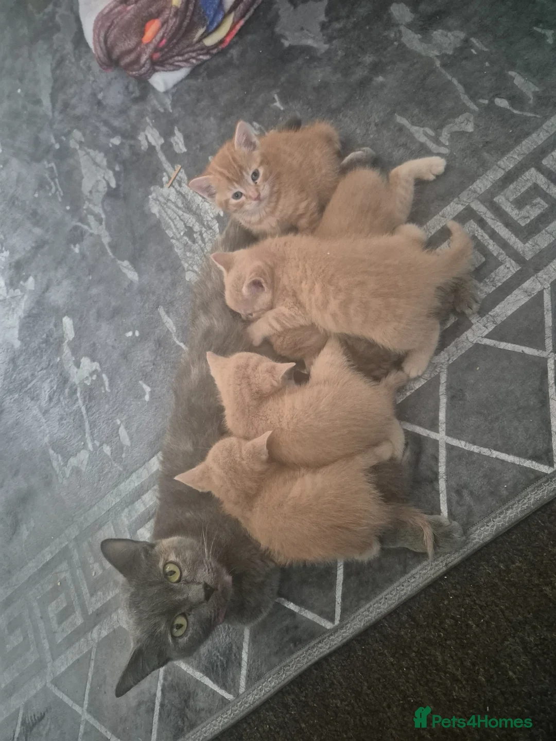 Mixed Breed cats for sale: Grey Scottish Shorthair mixed breed kittens in Birmingham - Advert 2