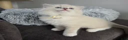 Ragdoll cats for sale: 🩷TICA registered Ragdolls🩷 - Advert 21