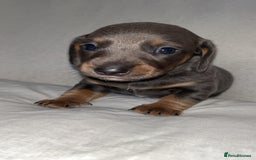 Dachshund dogs for sale: Gorgeous miniature dachshunds  - Image 4