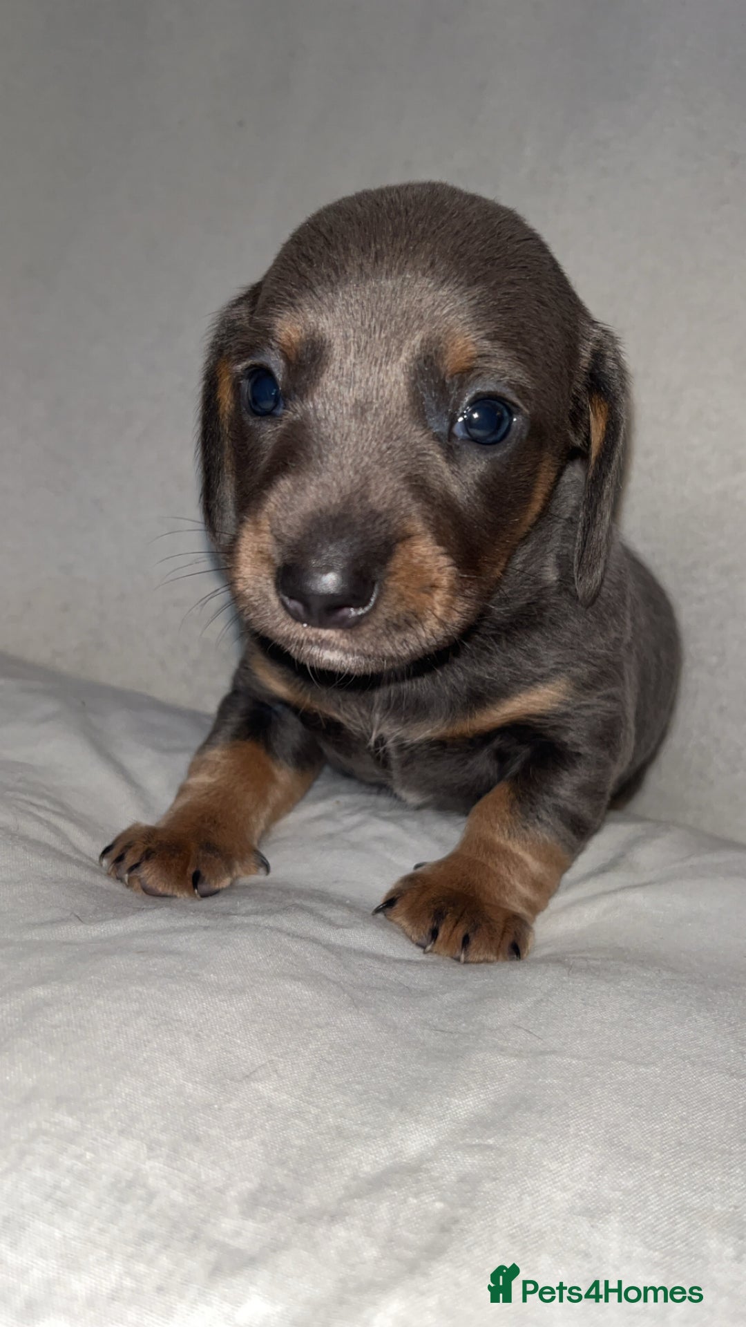 Dachshund dogs for sale: Gorgeous miniature dachshunds  - Image 4