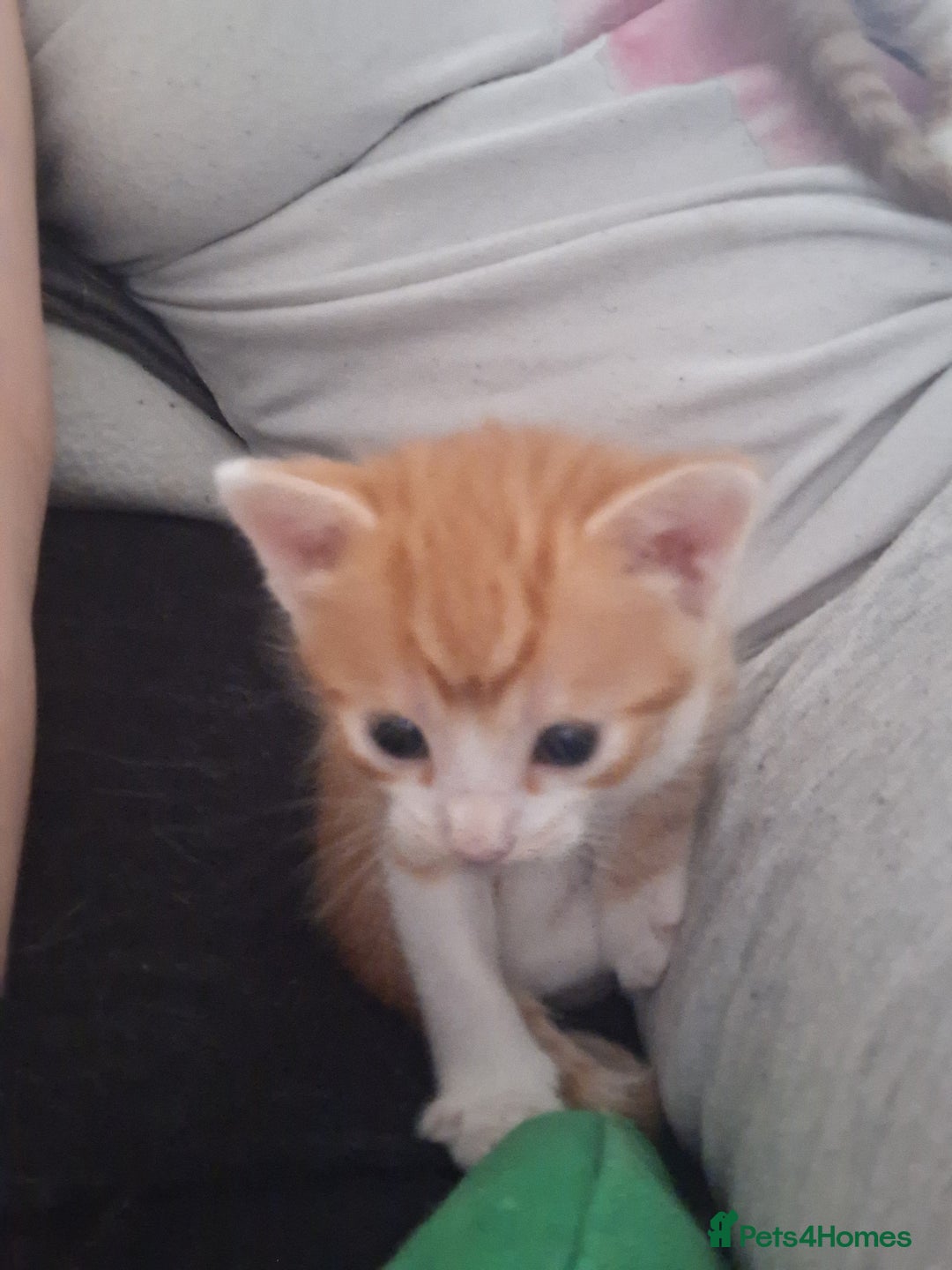 Mixed Breed cats for sale: Kittens ready for forever home - Image 8