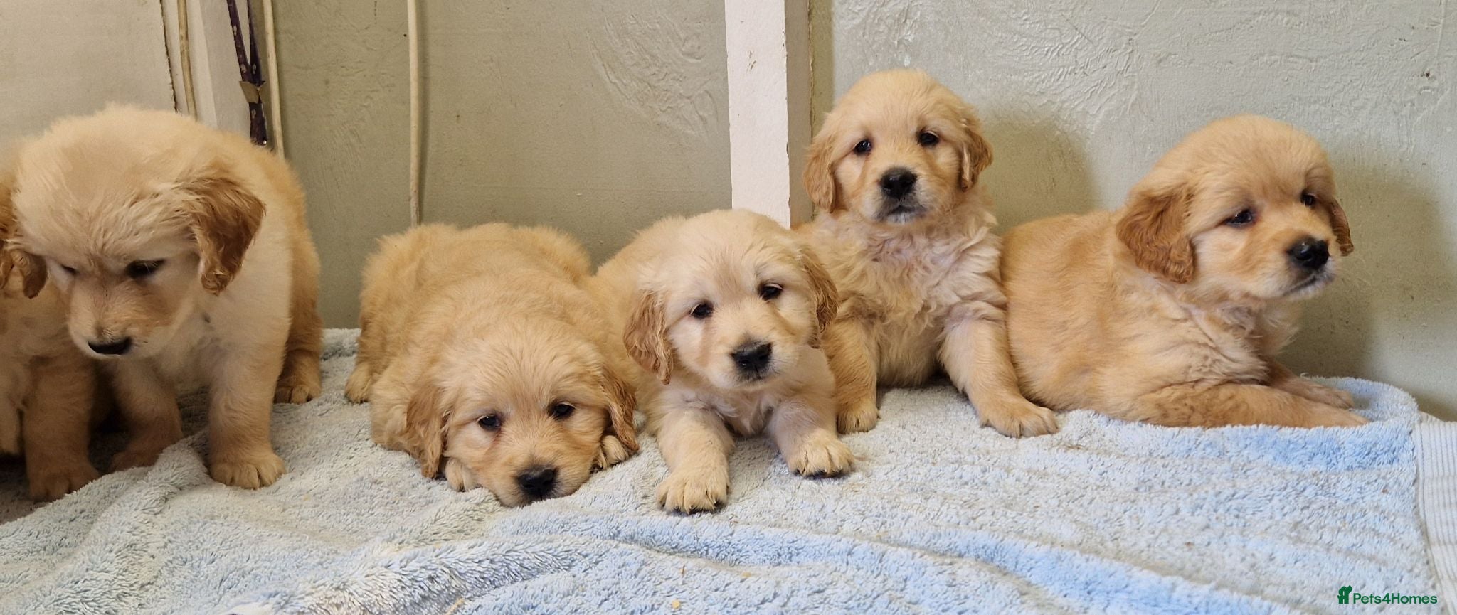 Golden Retriever dogs Stunning golden Girls - Advert 1