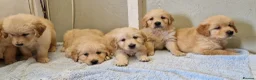 Golden Retriever dogs for sale: Stunning golden Girls - Advert 3