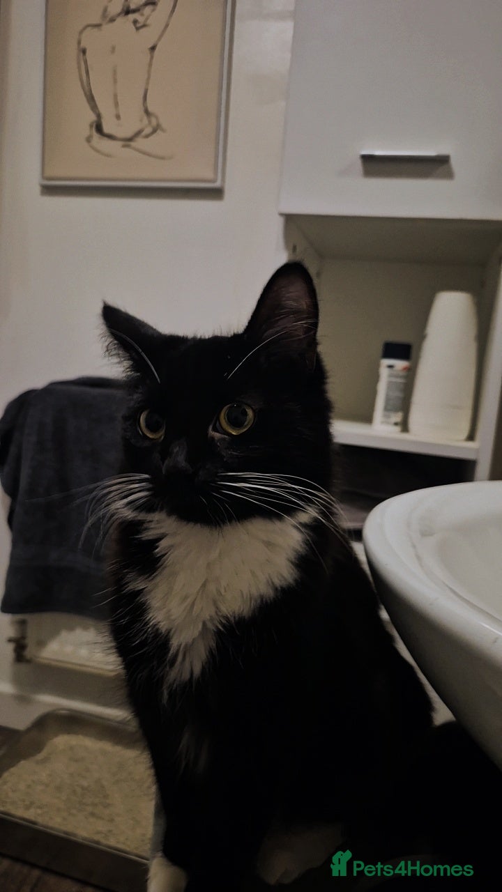 Domestic Shorthair cats Male kittens  - Advert 4