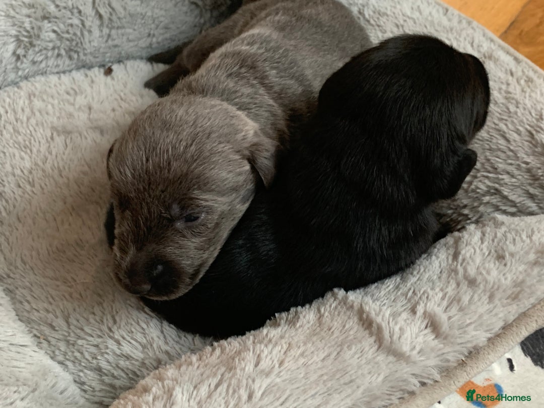 Mixed Breed dogs for sale: Labradoodle greyhound mix  - Advert 7