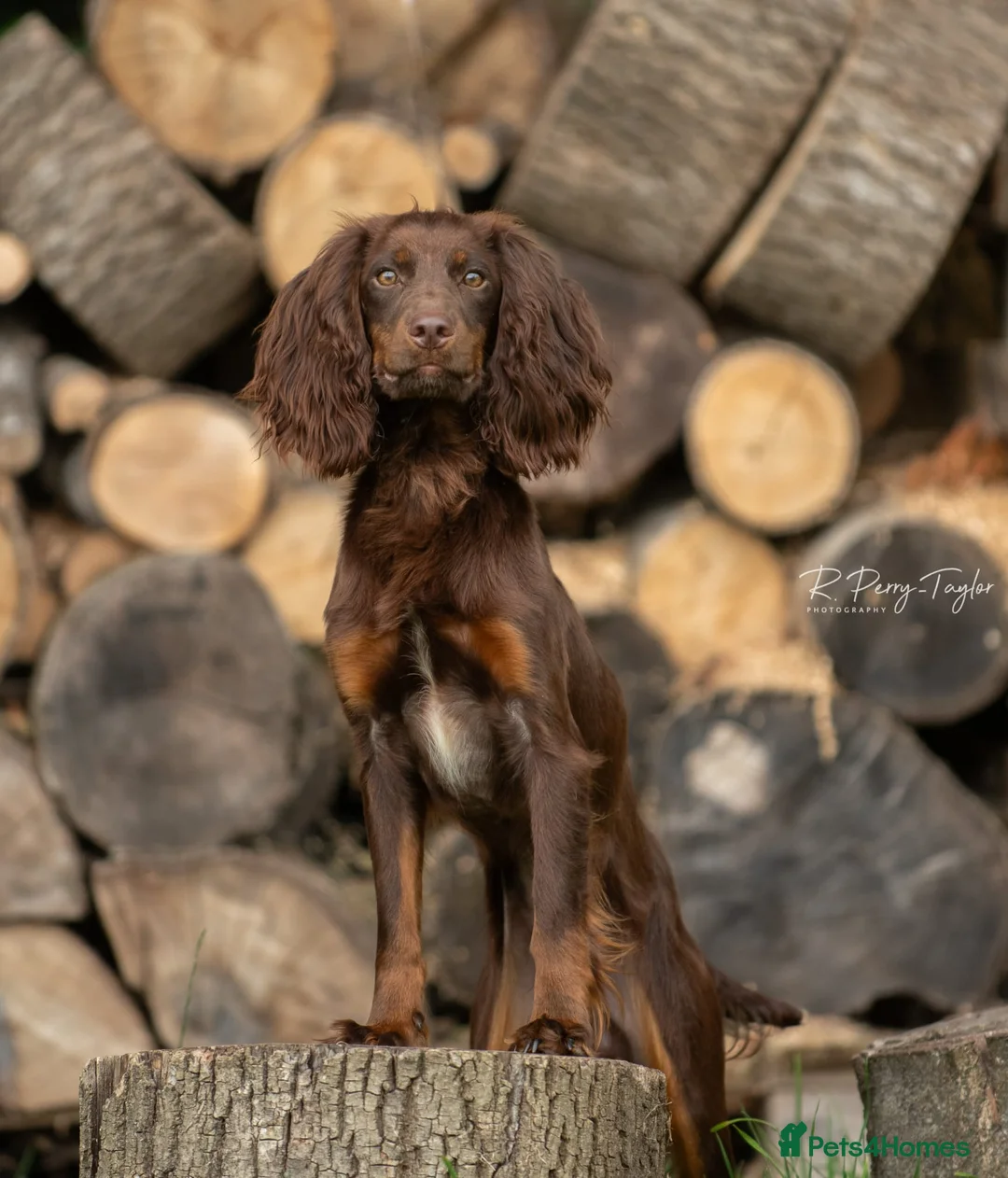 Cocker Spaniel dogs for stud: Kc registered proven stud  in Bristol - Advert 8