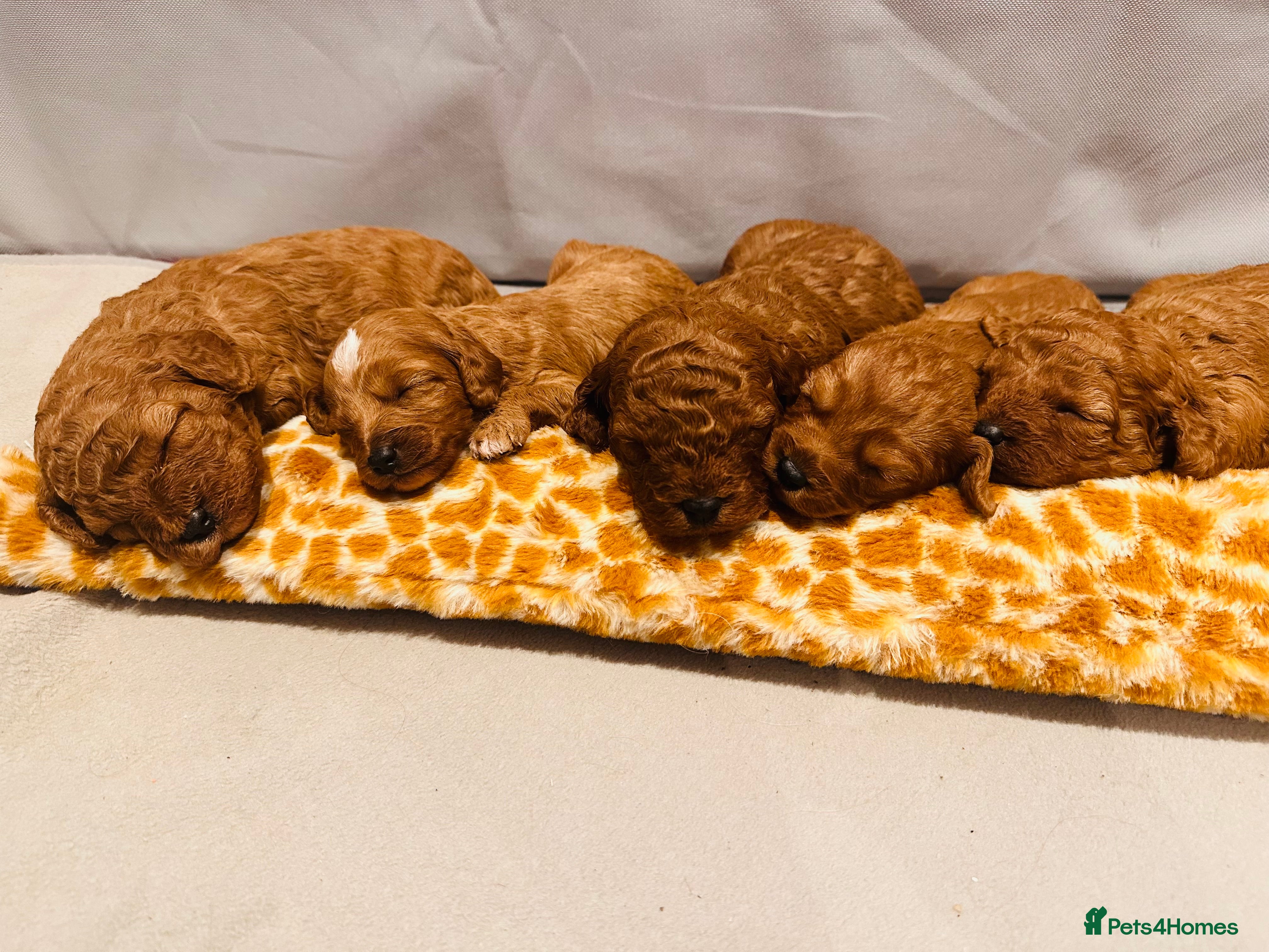 Cavapoo dogs Toy Cavapoo Puppies  - Advert 4