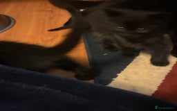 Mixed Breed cats for sale: 4 playful fluffy long haired black kittens  - Image 7