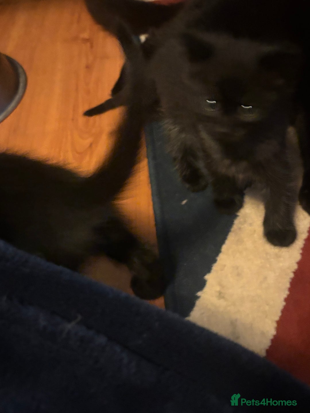 Mixed Breed cats for sale: 4 playful fluffy long haired black kittens  - Image 7