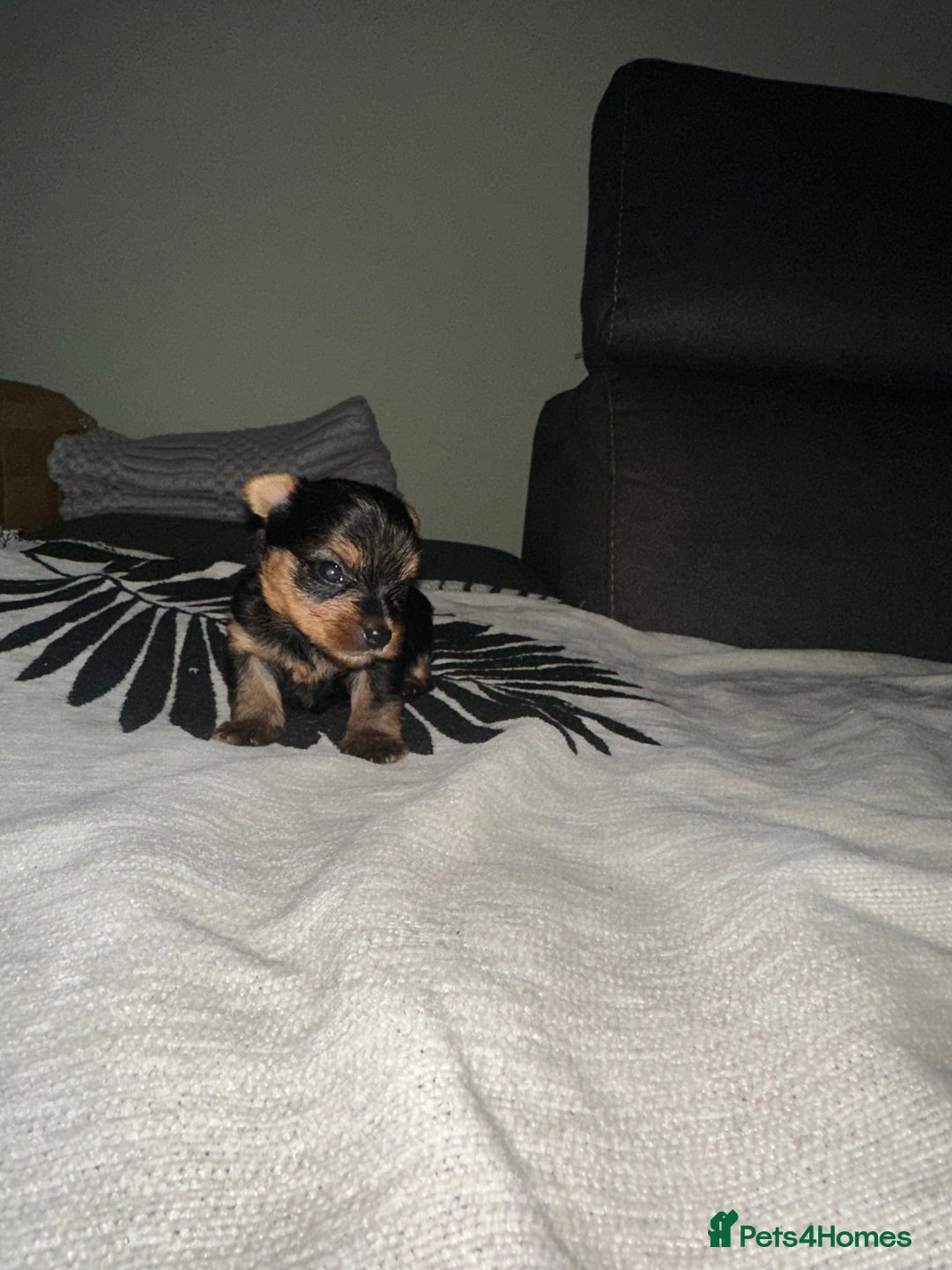 Yorkshire Terrier dogs for sale: 6 weeks 3 Miniature yorkshire terrier pupps - Advert 3