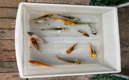 Koi Carp fish for sale: 💥QUALITY KOI CARP COLOURFUL NICE SELECTION💥 - Image 17