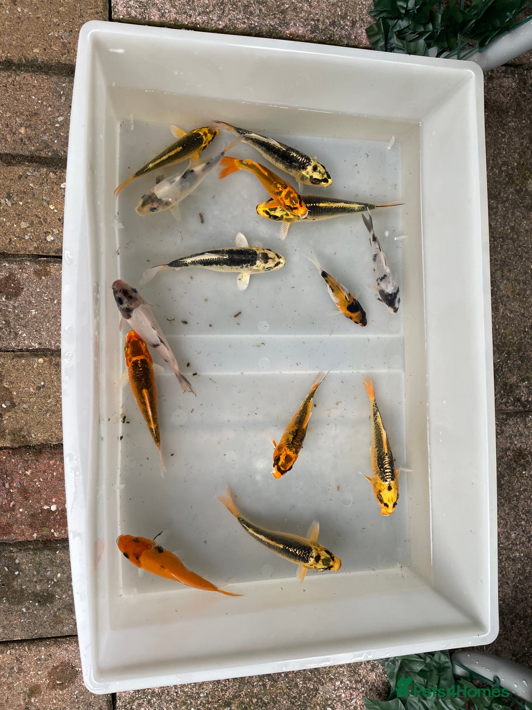 Koi Carp fish for sale: 💥QUALITY KOI CARP COLOURFUL NICE SELECTION💥 - Image 17