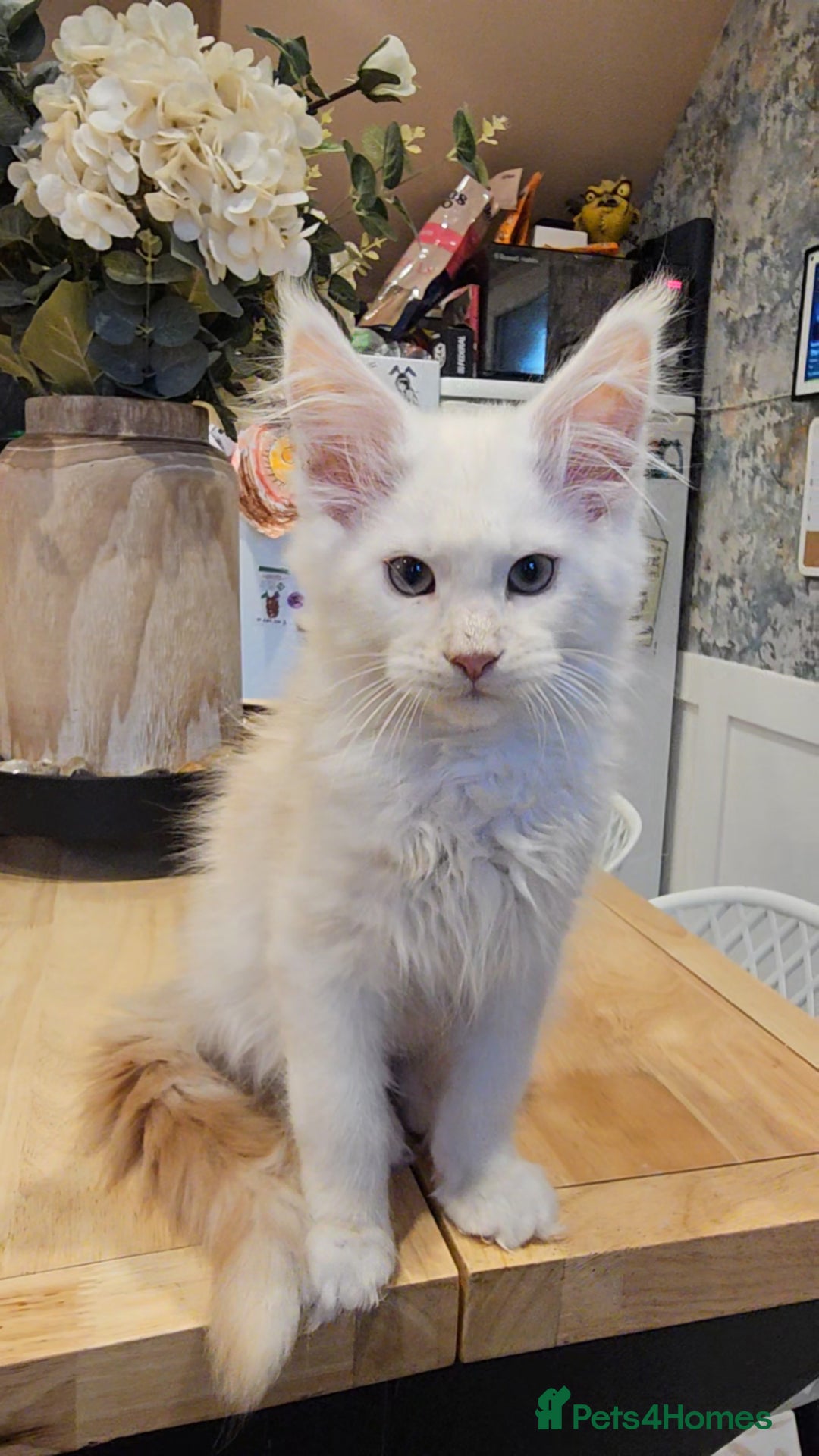 Maine Coon cats for sale: TICA maine coon kittens ready to leave - Advert 3