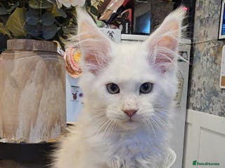 Maine Coon cats TICA maine coon kittens ready to leave - Advert 5