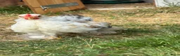 Chickens poultry for sale: Pekin bantam millefleur  - Advert 2