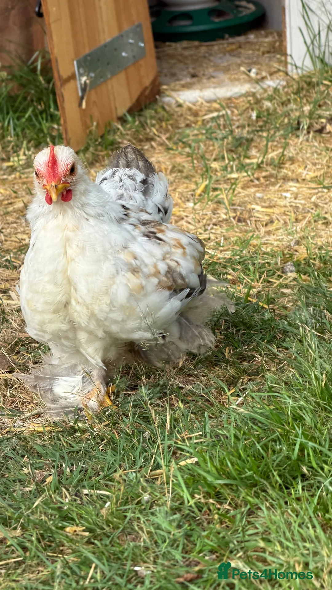 Chickens poultry for sale: Pekin bantam millefleur  - Advert 2