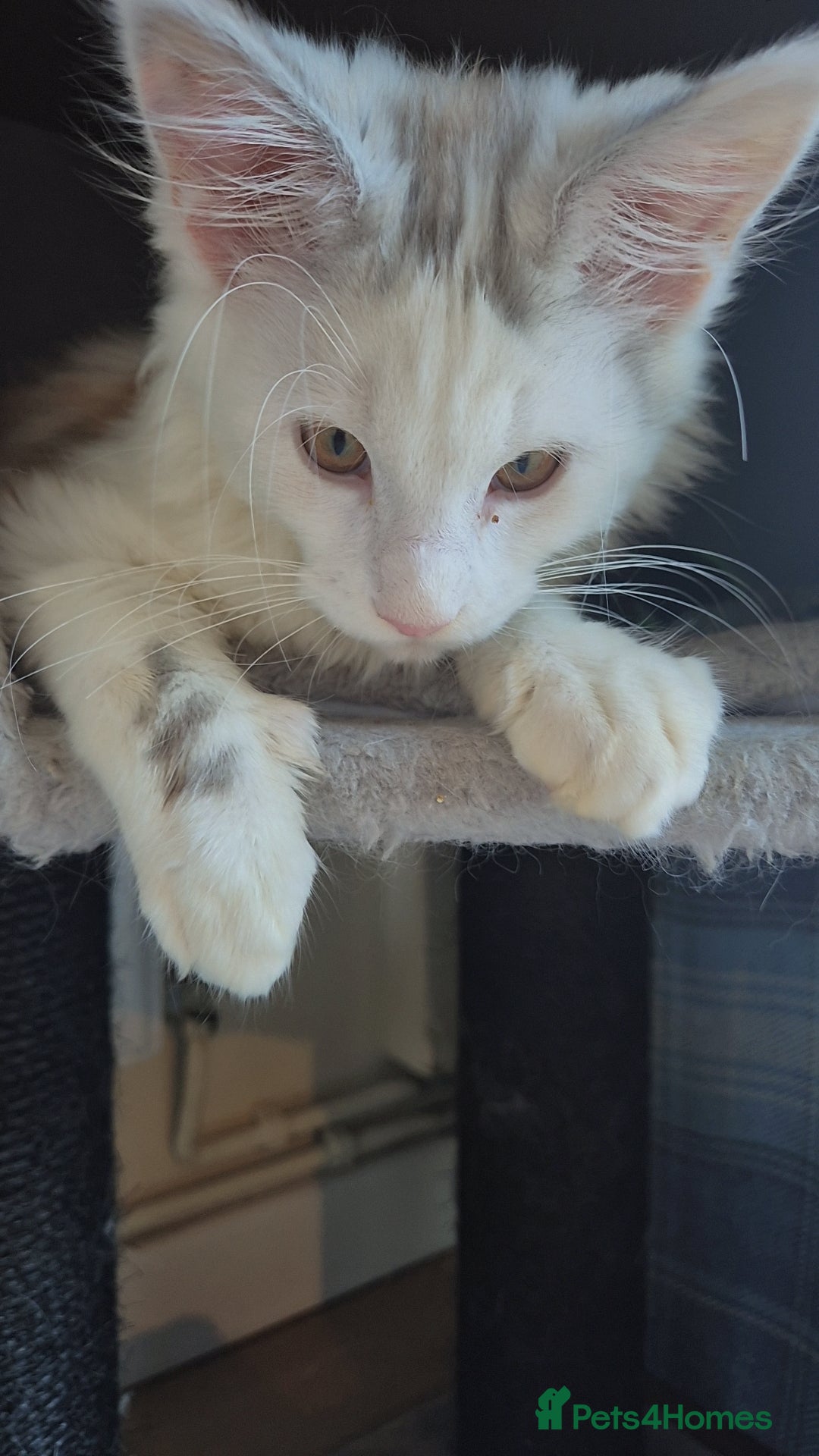 Maine Coon cats for sale: Maine coon kittens  - Advert 20