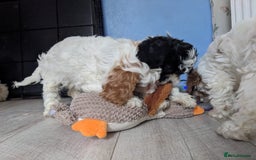 Cavapoo dogs for sale: Beautiful black and white cavapoo’s puppies - Advert 6