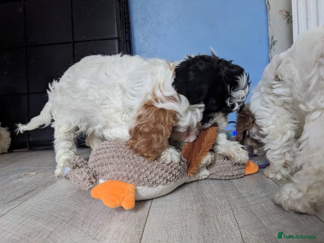 Cavapoo dogs for sale: Beautiful black and white cavapoo’s puppies - Advert 6