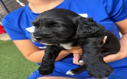 Cocker Spaniel dogs for sale: 3 Beautiful cocker spaniel puppies 2 boys 1 girl - Image 19