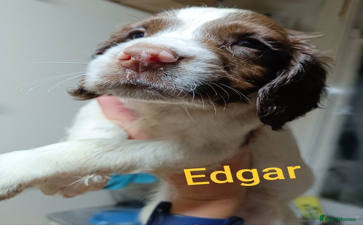 English Springer Spaniel dogs - Advert 6