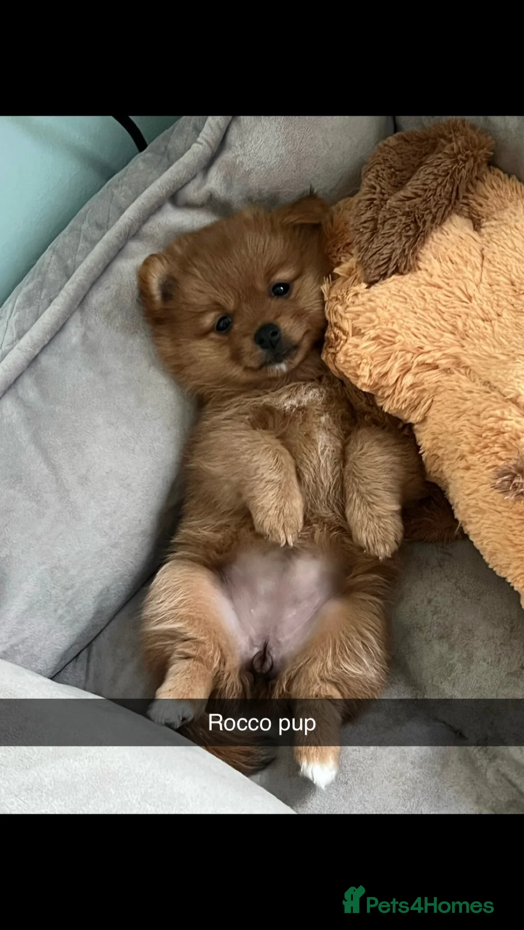 Pomeranian dogs for stud: Pomeranian stud *proven*  in Weston-super-Mare - Advert 8