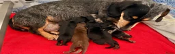 Miniature Dachshund dogs for sale: Licensed. Min smooth, kc/health tested ready 25/5  - Advert 1