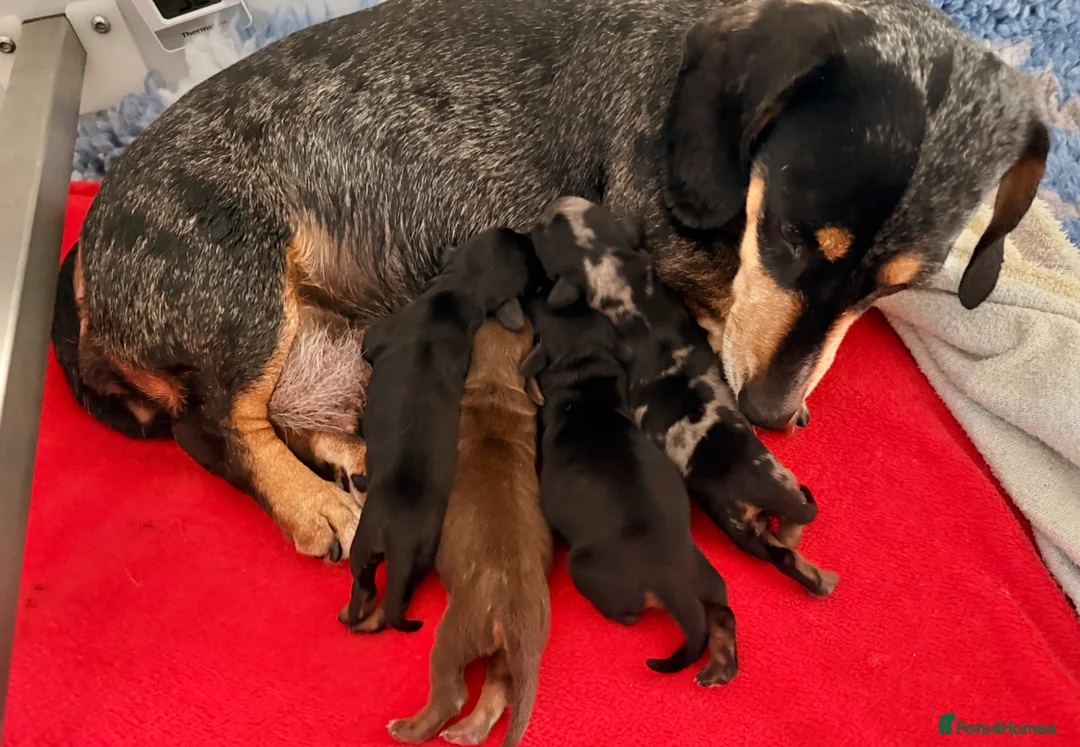 Miniature Dachshund dogs for sale: Licensed. Min smooth, kc/health tested ready 25/5  - Advert 1