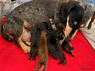 Miniature Dachshund dogs Licensed. Min smooth, kc/health tested ready 25/5 - Advert 5