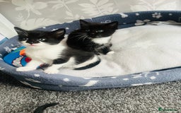 Mixed Breed cats for sale: Kittens half Russian blue  - Image 4