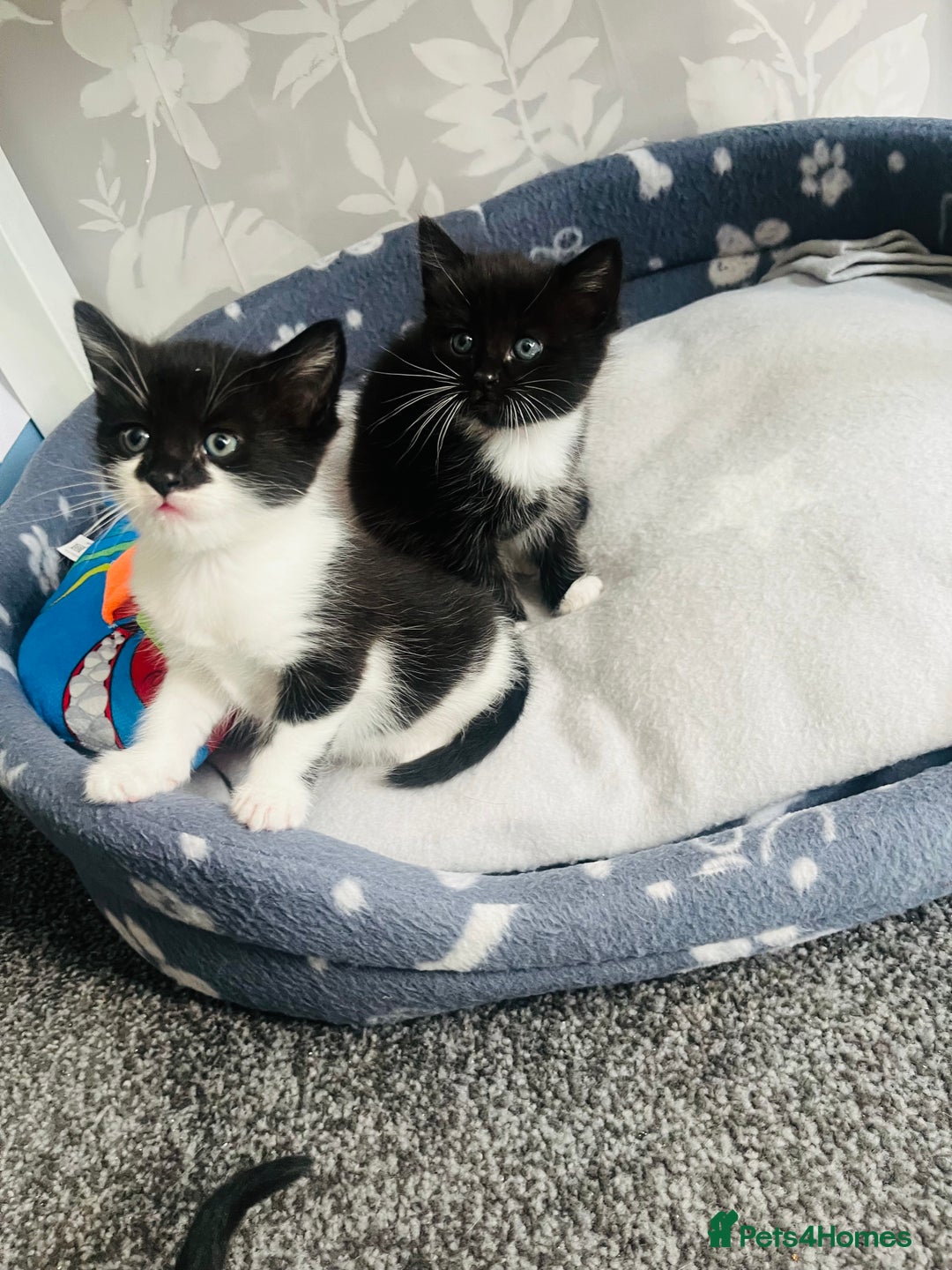 Mixed Breed cats for sale: Kittens half Russian blue  - Image 4