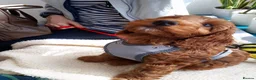 Cavapoo dogs for sale: Quality, Red, Low-Shedding Toy Cavapoo Puppies - Advert 10