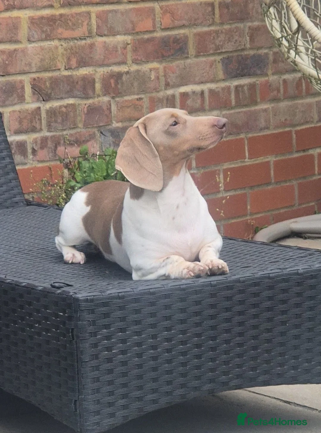 Miniature Dachshund dogs for stud: ⭐️ Isabella & Tan Piebald for Stud ⭐️ - Advert 2