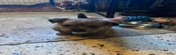 Mixed Breed dogs for sale: Adorable Shih Tzu/Jack Russell Puppies - Advert 12