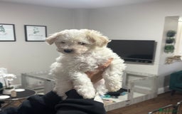 Maltipoo dogs for sale: 3 Gorgeous Maltipoo Puppies - Advert 10