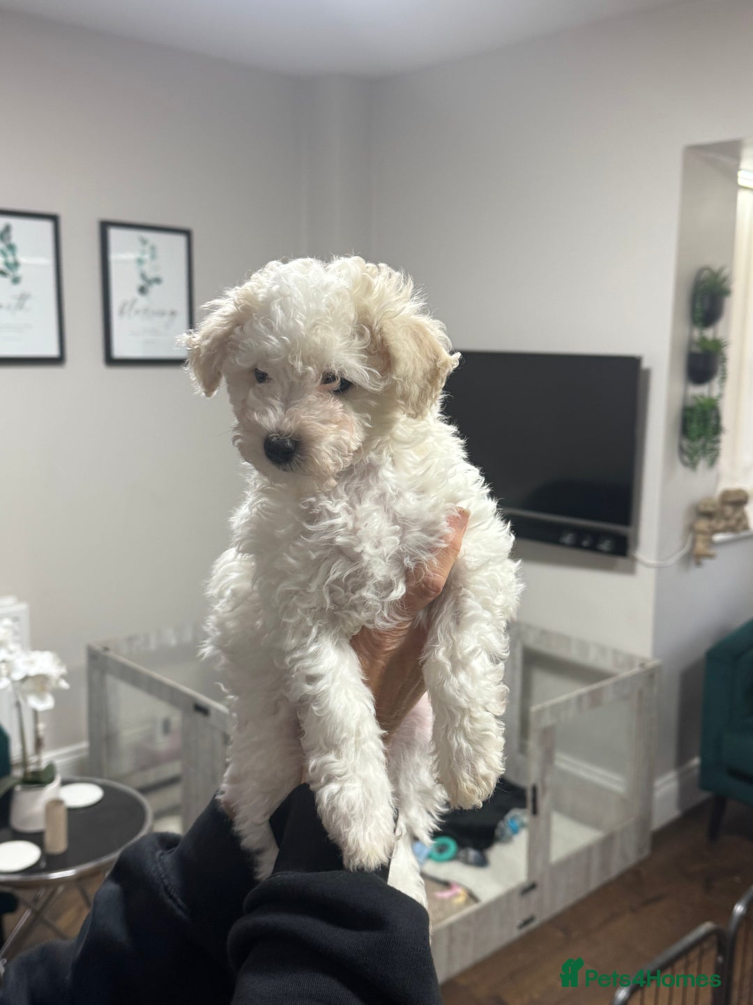 Maltipoo dogs for sale: 3 Gorgeous Maltipoo Puppies - Advert 10