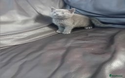 British Shorthair cats for sale: British shorthair kitten,  boy still available  - Image 8