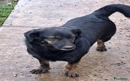 Mixed Breed dogs for adoption: Beautiful and Gentle LOLITA - for a Loving Home - Image 3